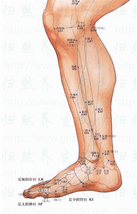 富溜穴|復溜穴丨足少陰腎經丨經脈穴位